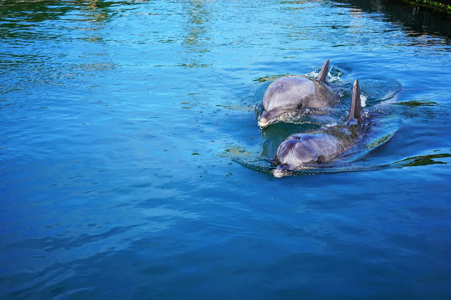 🐬 돌핀 팜 시마나미 이미지 3